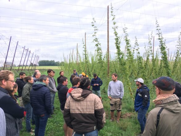houblon4